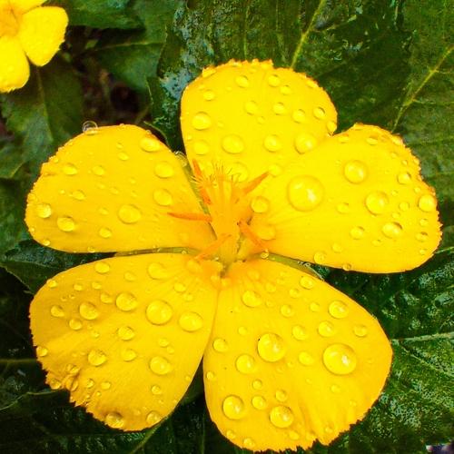 PERENNIAL GERANIUM FLOWER WITH WATER DROPLETS