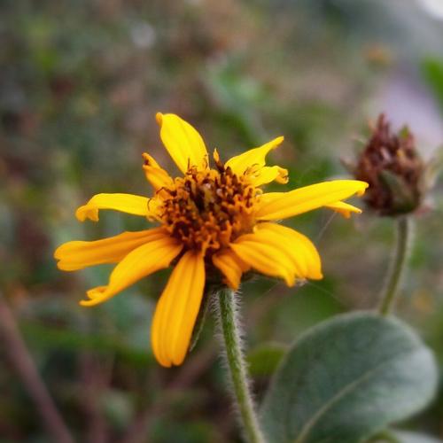 MACRO PHOTOGRAPHY OF A SUN FLOWER