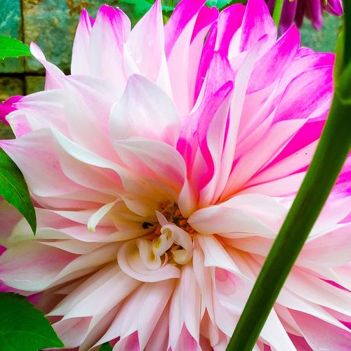 Flower photography