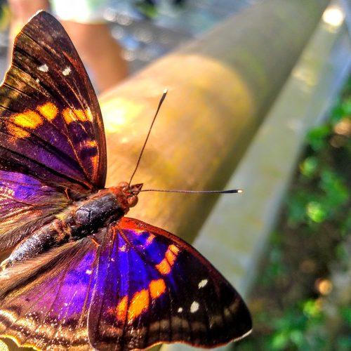 Photo #4733419