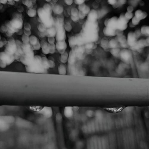 Photo #4733464