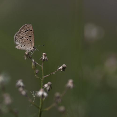 Dark Grass Blue Butterfly