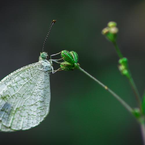 Photo #4734127