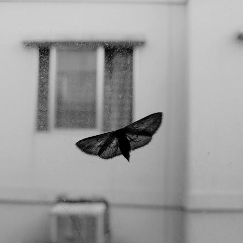 Dawn's moth