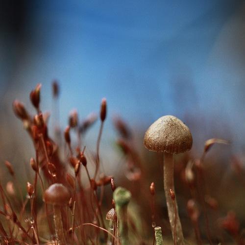 Photo #4734852