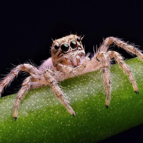 Jumping spider