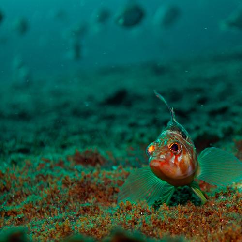 Photo #4736346