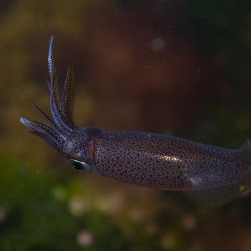Photo #4736348
