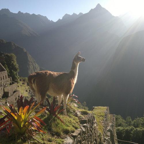 Photo #4736455