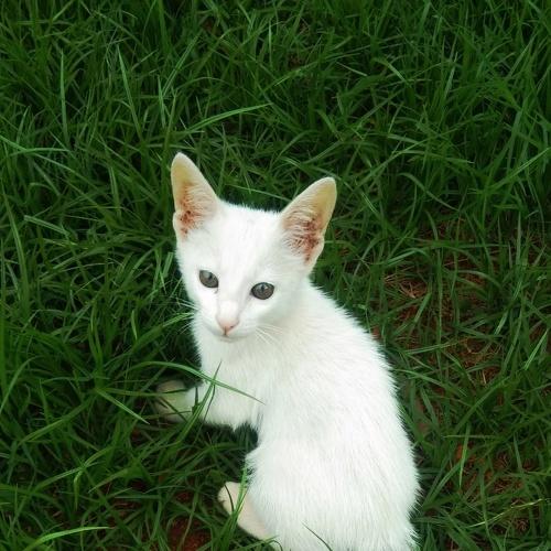 Photo #4737607