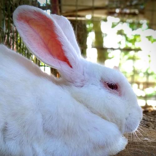 Photo #4737976
