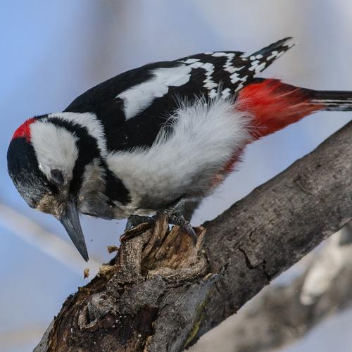 Photo #4738239