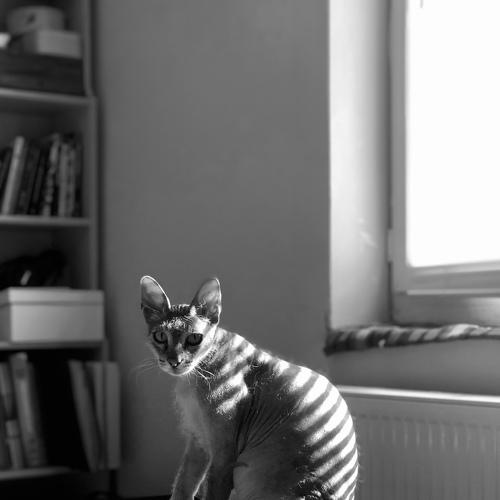 little tiger
