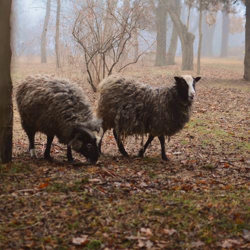 Photo #4738499