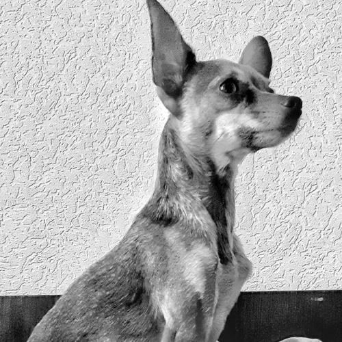 Photo #4738533