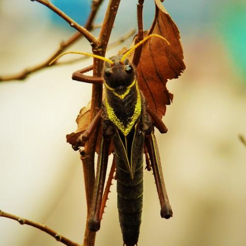 langosta gigante