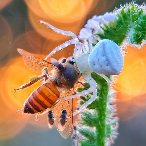 Crab spider killed a honey and
