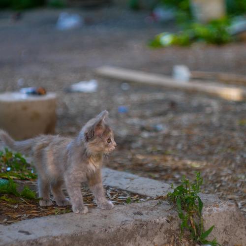 Photo #4740002