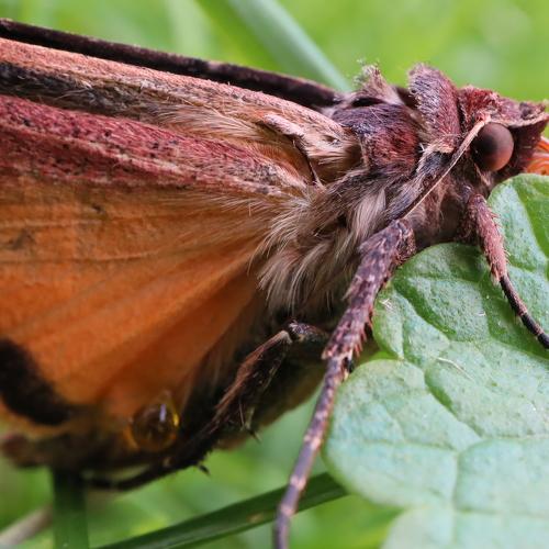 moth in garden