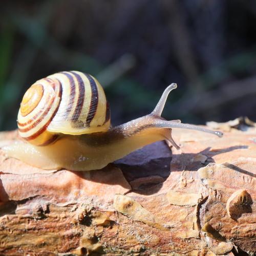 snail