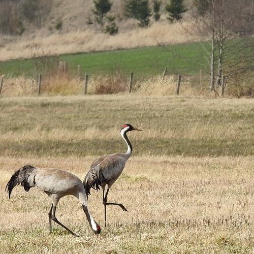 Photo #4740169
