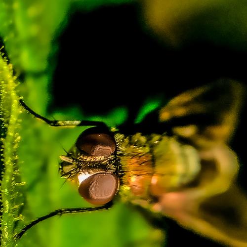 The Fly
