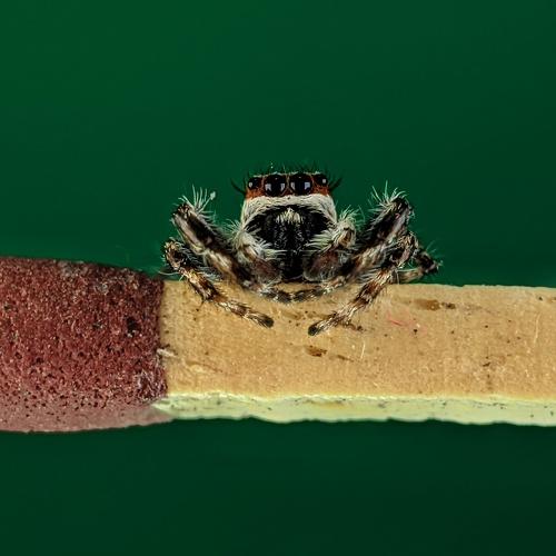 Photo #4740737