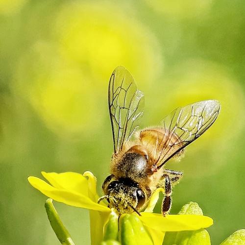 Honey eating from flower