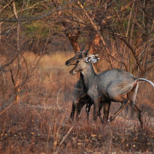 Territorial fight of blue bull