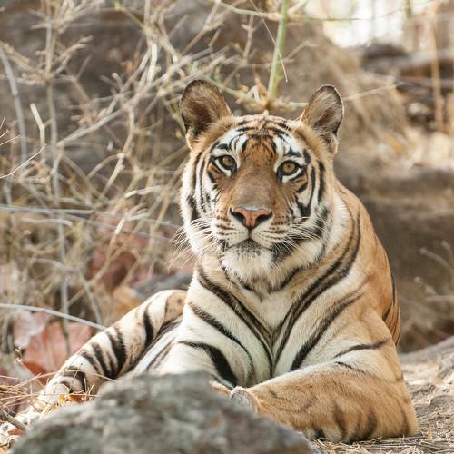 Rajbehara at Bandhavgarh