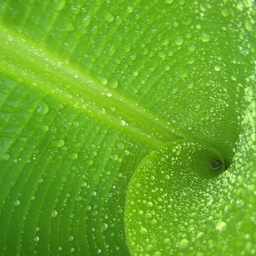 Green Drops