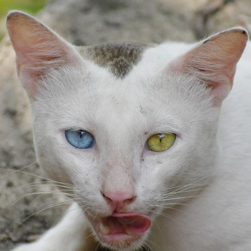 Odd eyed cat .