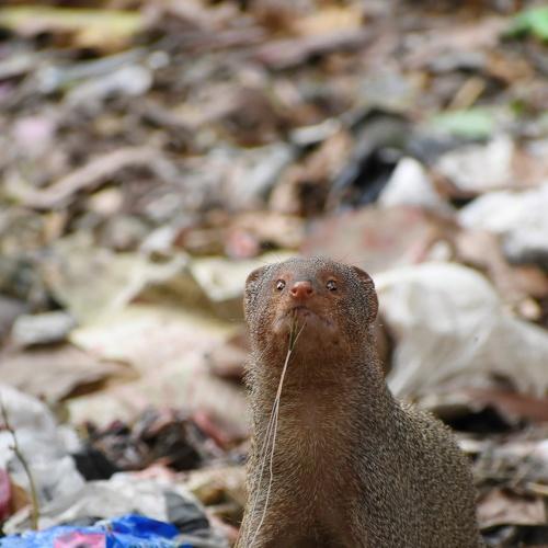 Mongoose