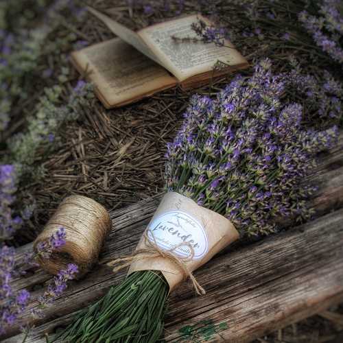 Photo #4743592
