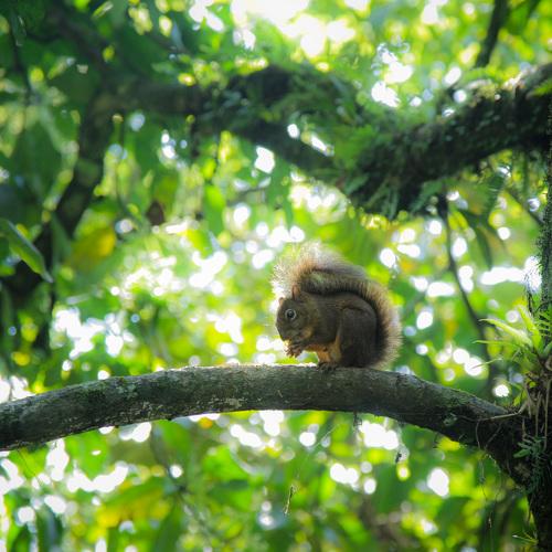 Squirrel