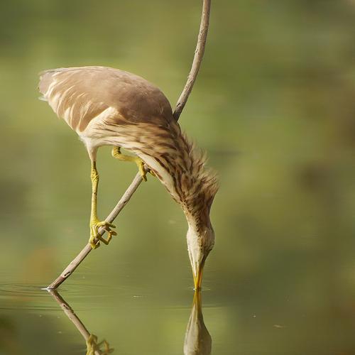 Photo #4744916