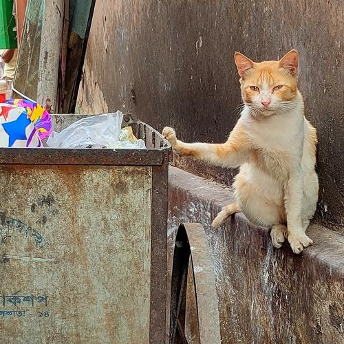 Photo #4746253