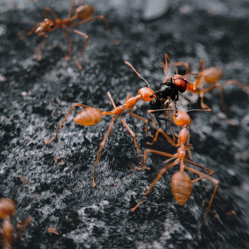 Antzilla