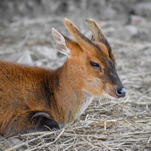 BARKING DEER
