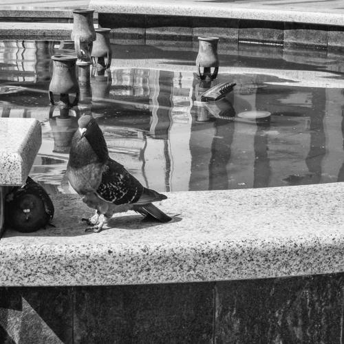 pigeons
