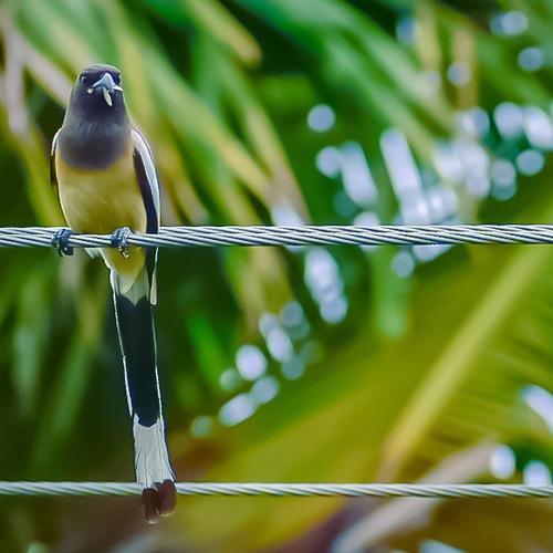 Rufous Treepie