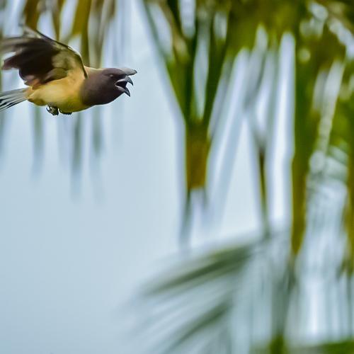 In flight
