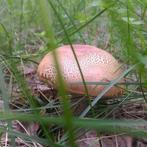 Photo #4748307