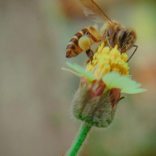 Pollination