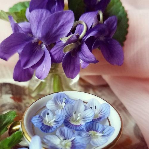 Photo #4750838