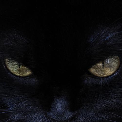 Photo #4751211