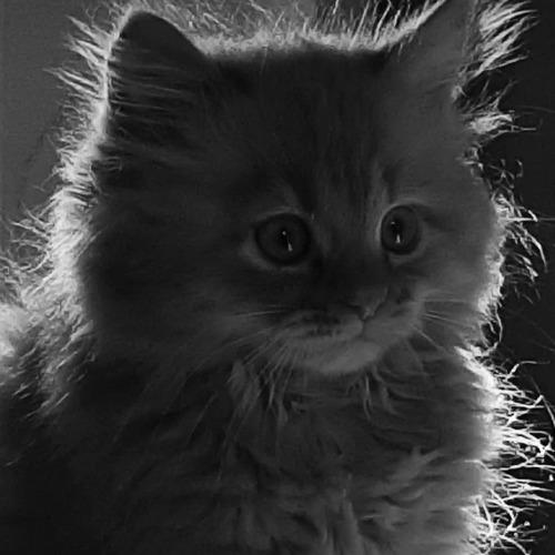 Photo #4751762