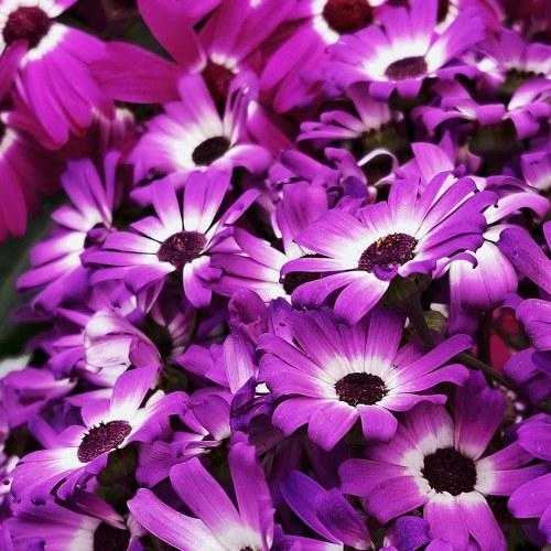 Photo #4752243
