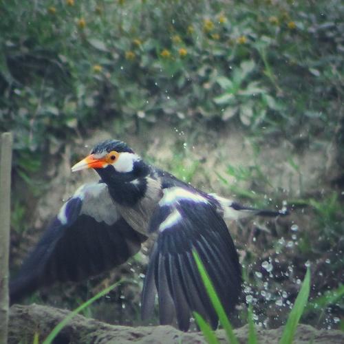 Photo #4753339