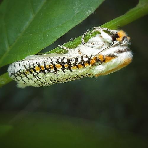 Moth